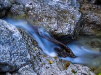 Aststück in Bachkaskade - Klausgraben